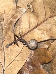 Polygyra cereolus