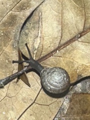 Polygyra cereolus