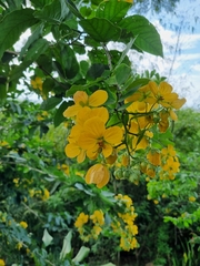 Cassia fistula