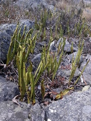 Niphidium crassifolium