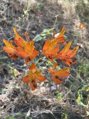 Alstroemeria ligtu simsii