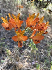 Alstroemeria ligtu simsii
