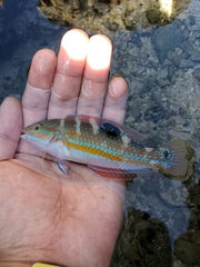 Halichoeres radiatus