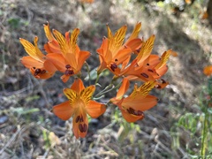 Alstroemeria ligtu simsii