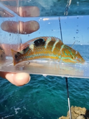 Halichoeres radiatus