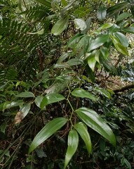 Smilax lanceifolia