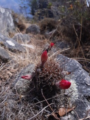 Lobivia hertrichiana