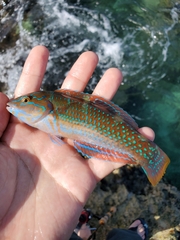 Halichoeres radiatus