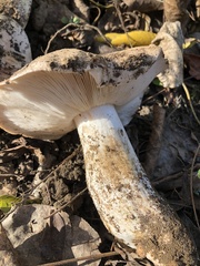 Lactarius argillaceifolius