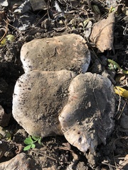 Lactarius argillaceifolius
