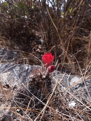 Lobivia hertrichiana