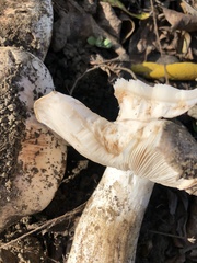 Lactarius argillaceifolius