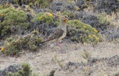 Oreopholus ruficollis