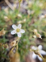Minuartia