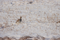 Tympanuchus phasianellus