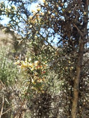 Colletia spinosissima