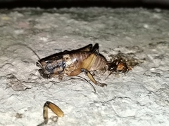 Liparoscelis pallidispina