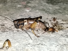 Liparoscelis pallidispina