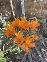 Alstroemeria ligtu simsii
