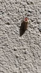 Photinus signaticollis