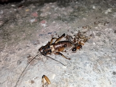 Liparoscelis pallidispina