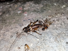 Liparoscelis pallidispina