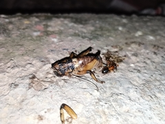 Liparoscelis pallidispina