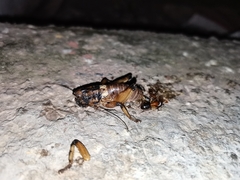 Liparoscelis pallidispina