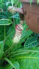 Nepenthes ventricosa