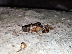 Liparoscelis pallidispina