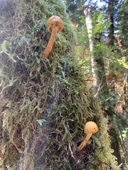 Pholiota