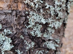 Hypogymnia physodes