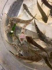 Oligocottus maculosus