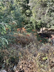 Alstroemeria ligtu simsii