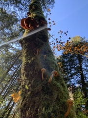 Pholiota