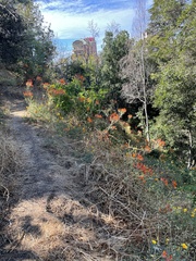 Alstroemeria ligtu simsii