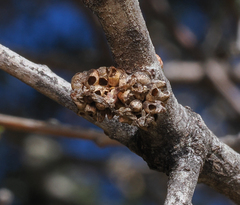 Callirhytis serricornis