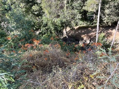 Alstroemeria ligtu simsii