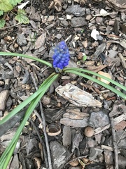 Muscari