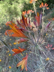 Alstroemeria ligtu simsii