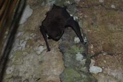 Myotis nigricans