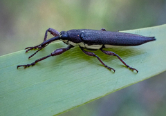 Rhinotia