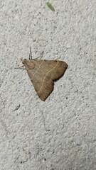 Hemeroplanis historialis