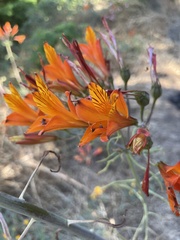 Alstroemeria ligtu simsii