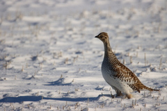 Tympanuchus phasianellus