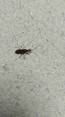 Dicranocephalus albipes