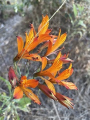 Alstroemeria ligtu simsii