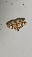 Glyphodes sibillalis