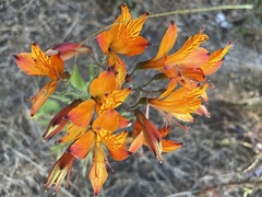 Alstroemeria ligtu simsii