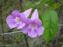 Bignonia callistegioides
